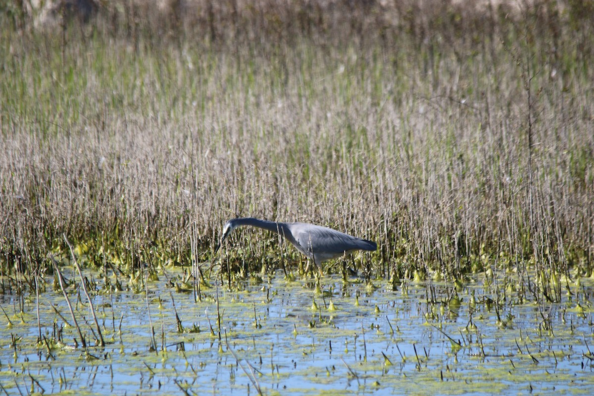 White-faced Heron - ML610127317