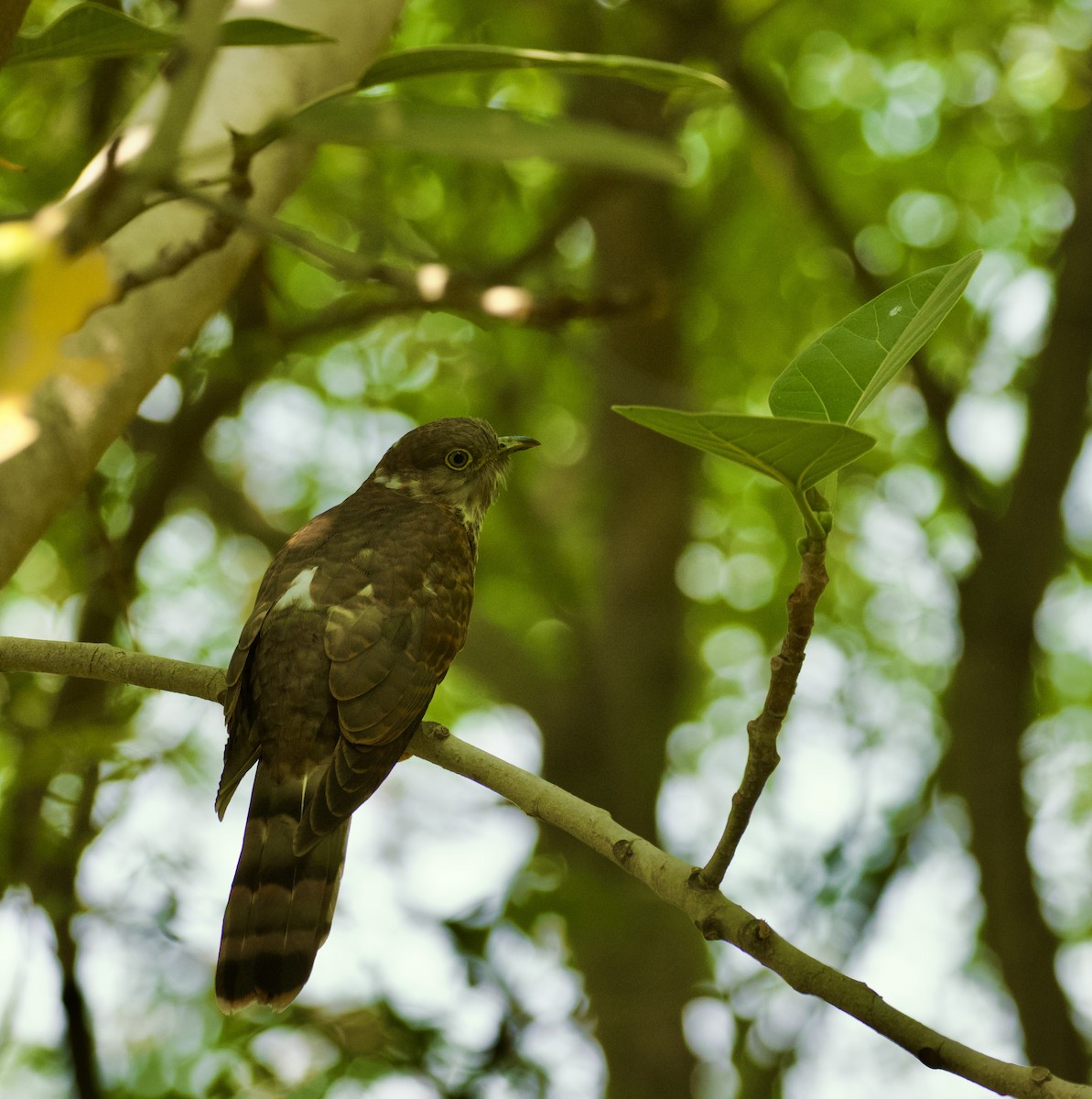 Common Hawk-Cuckoo - SIRISH KUMAR