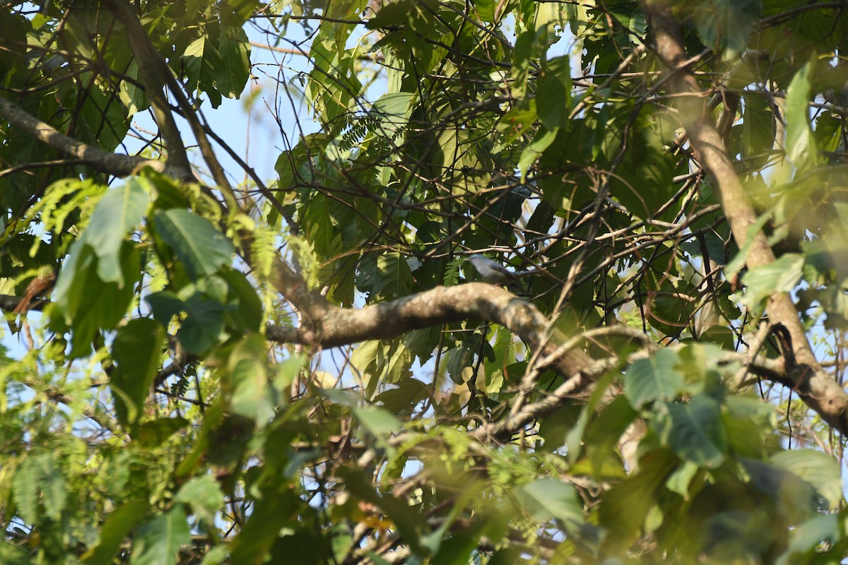 Pale Blue Flycatcher - ML610127369