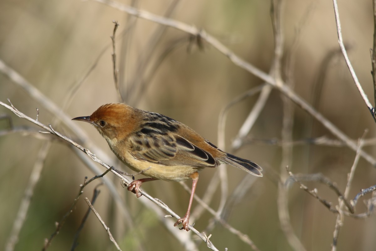 Golden-headed Cisticola - ML610127381