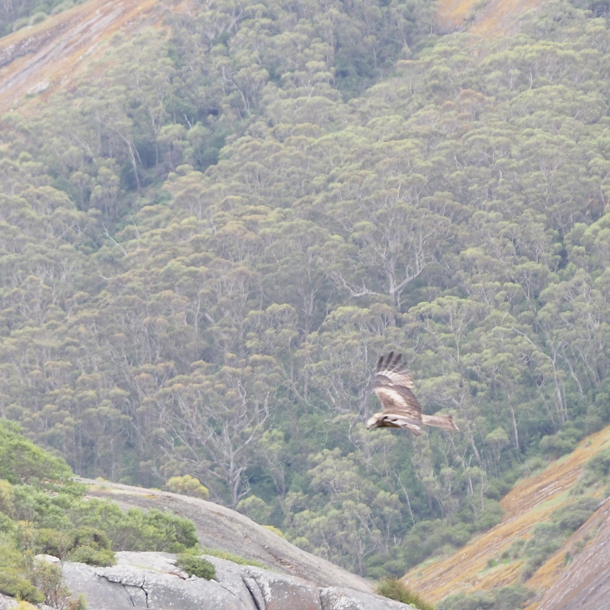 Square-tailed Kite - ML610127431