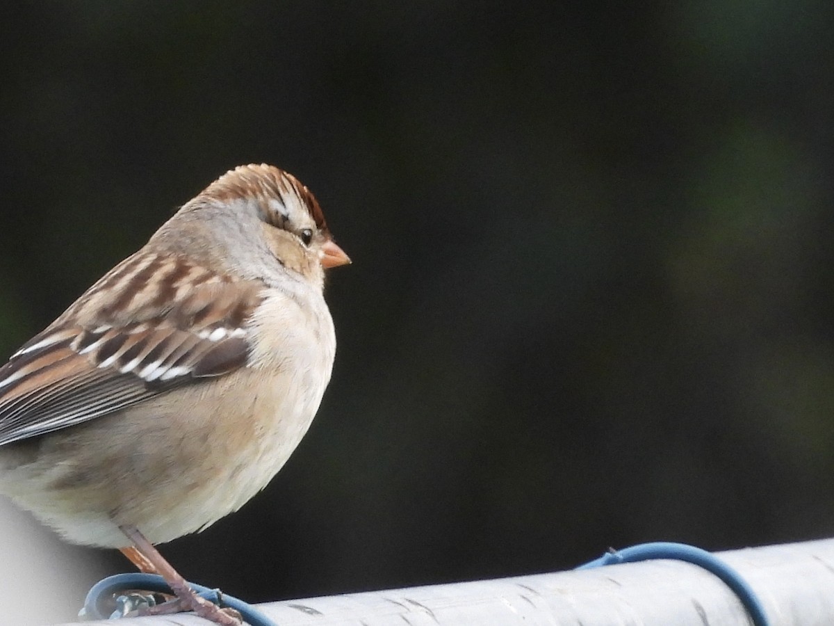 Dachsammer - ML610127532