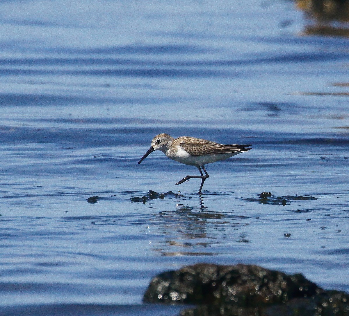 Dunlin - ML610127559