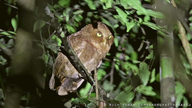 Mountain Scops-Owl - ML610127571