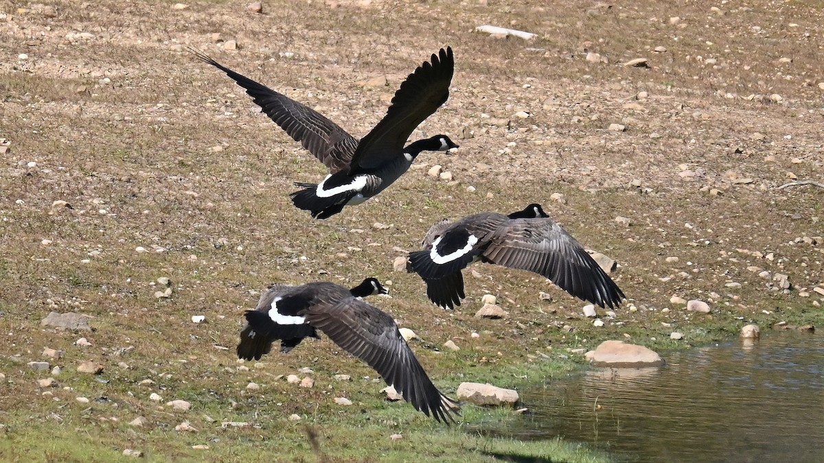 Canada Goose - Tim Saylor