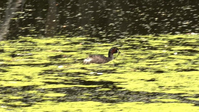 Australasian Grebe - ML610127636