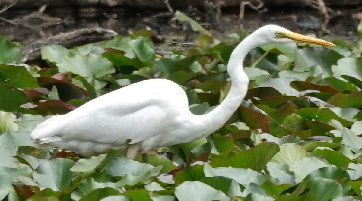 Great Egret (modesta) - ML610127640