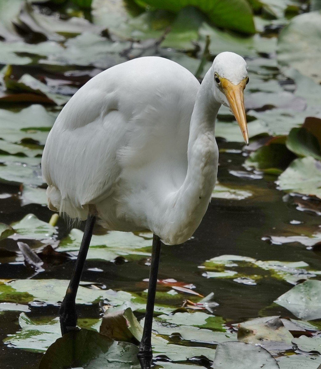 Great Egret (modesta) - ML610127642