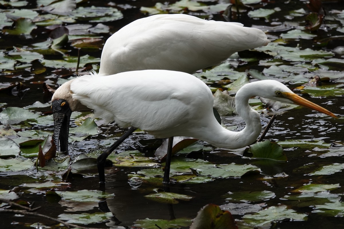 Great Egret (modesta) - ML610127643