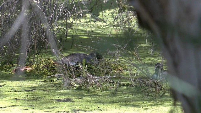 Australasian Grebe - ML610127645