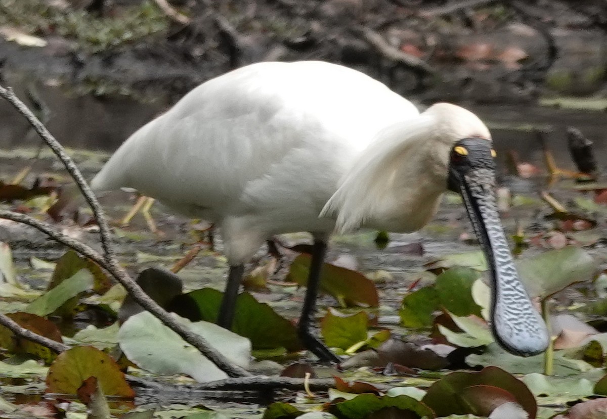 Royal Spoonbill - ML610127647