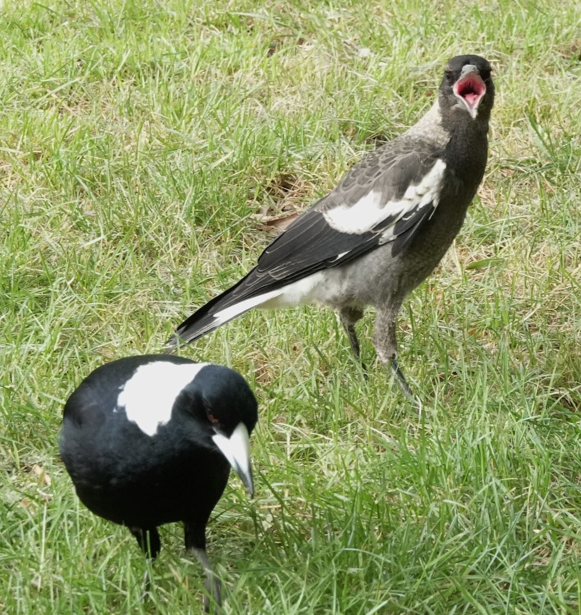 Australian Magpie (Black-backed) - ML610127667