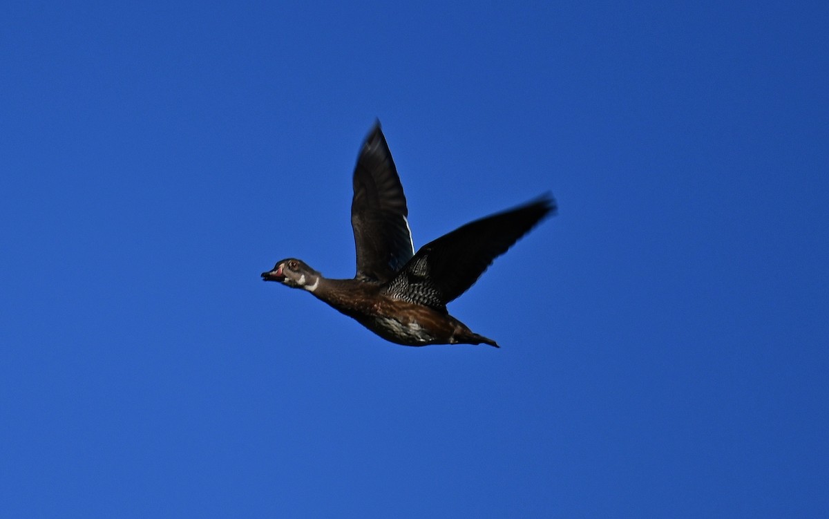 Wood Duck - Tim Saylor