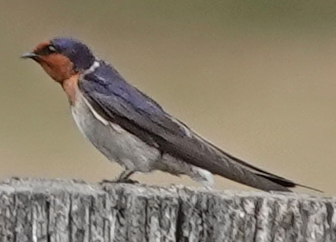 Welcome Swallow - ML610127687