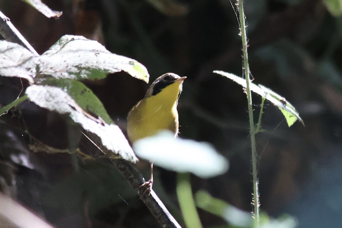 Common Yellowthroat - ML610127691