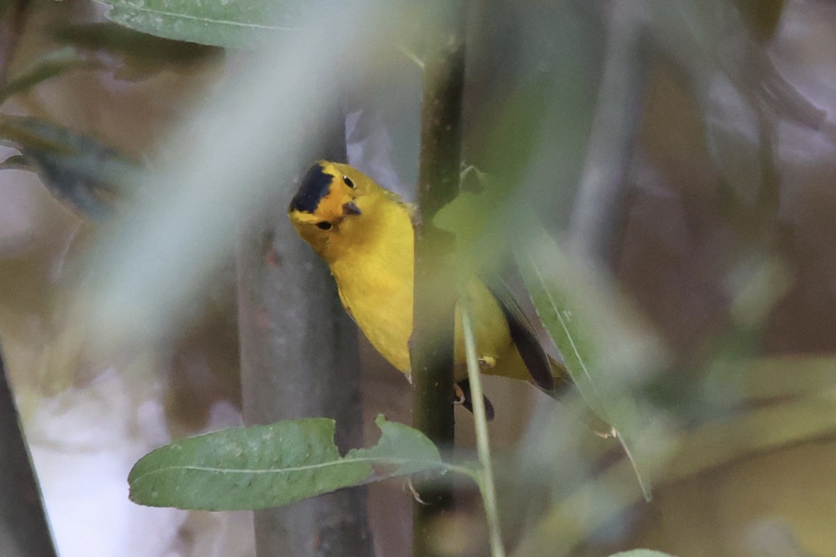 Wilson's Warbler - ML610127700