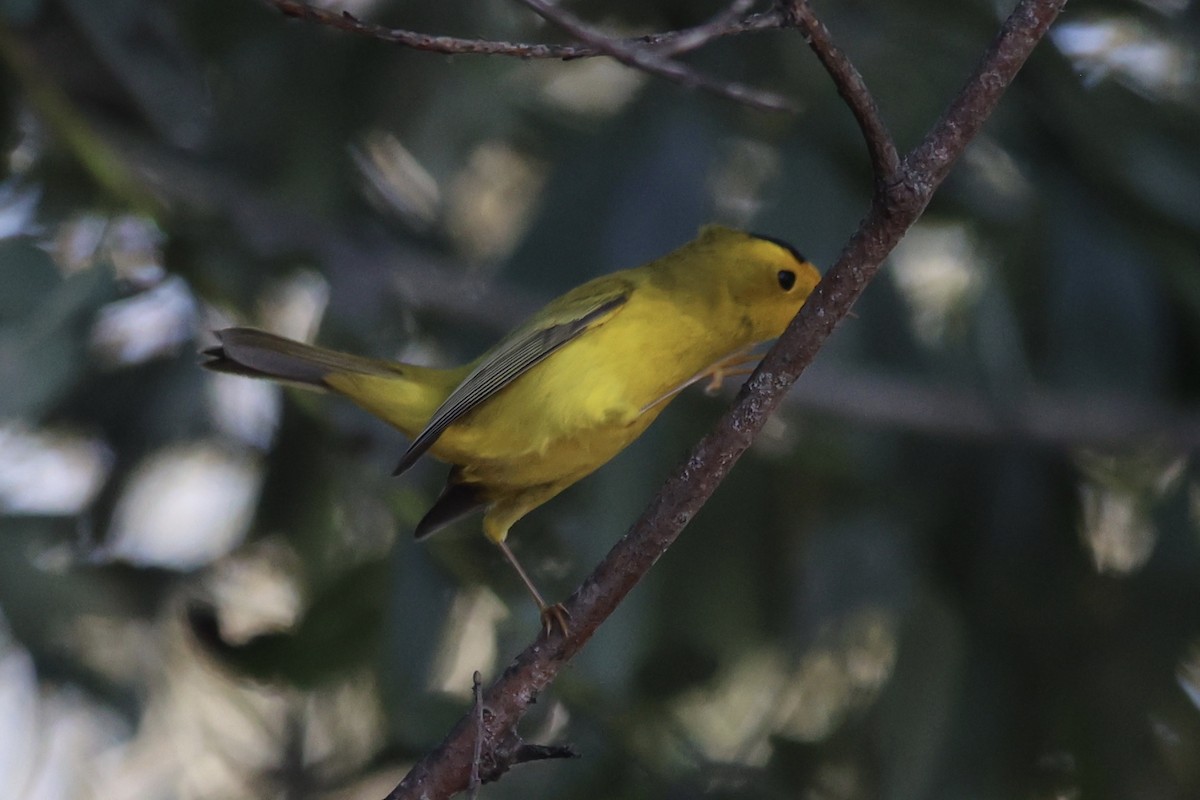 Wilson's Warbler - ML610127701