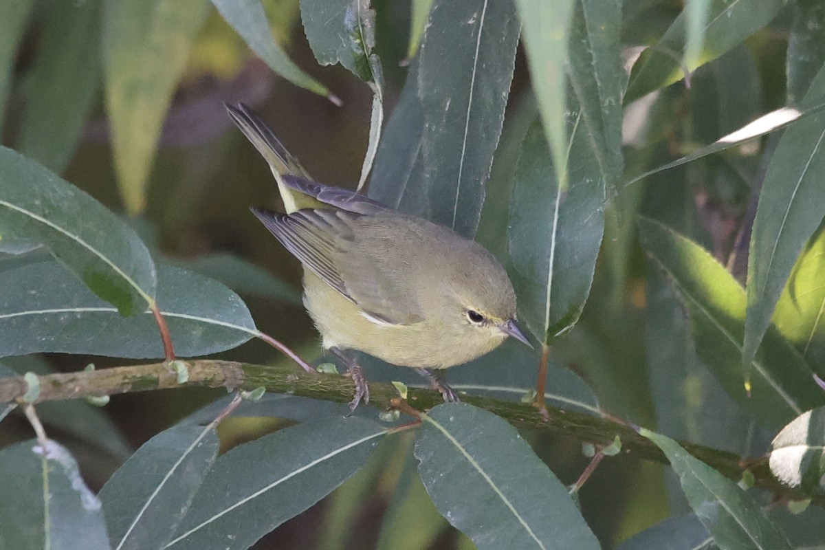 Orange-crowned Warbler - ML610127712