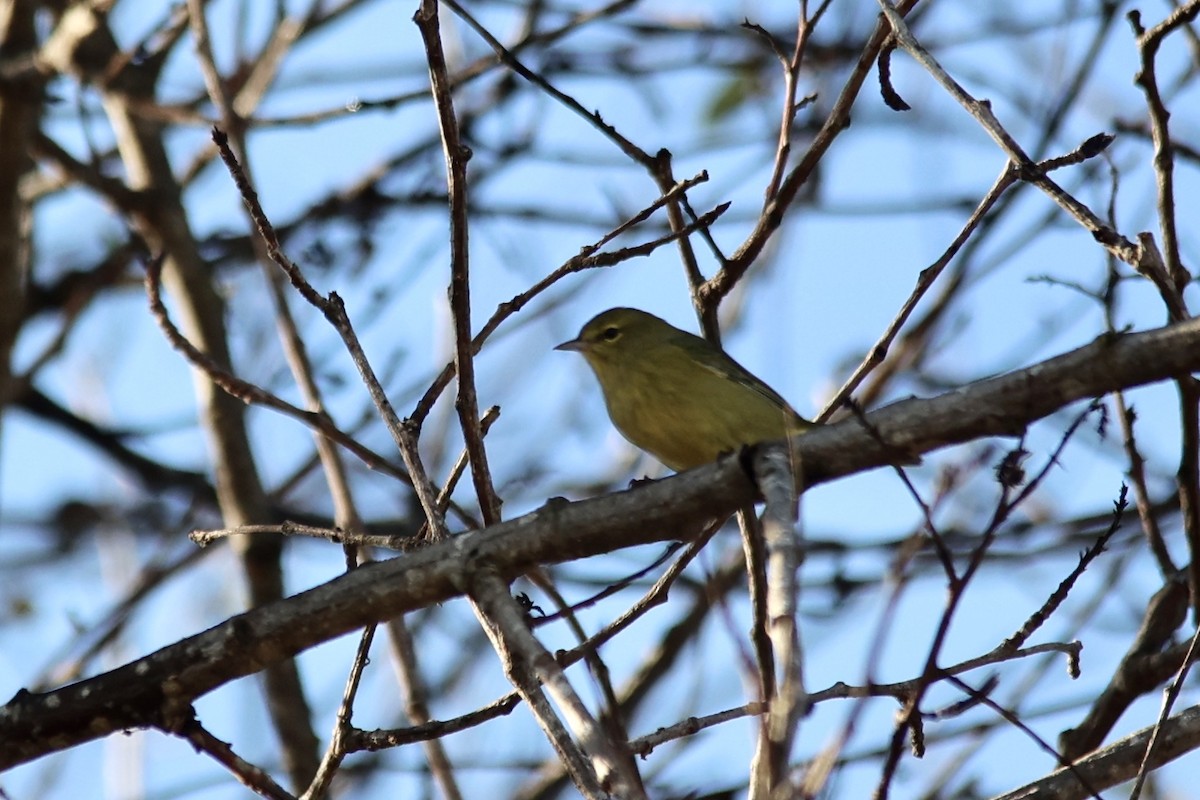 Orange-crowned Warbler - ML610127715