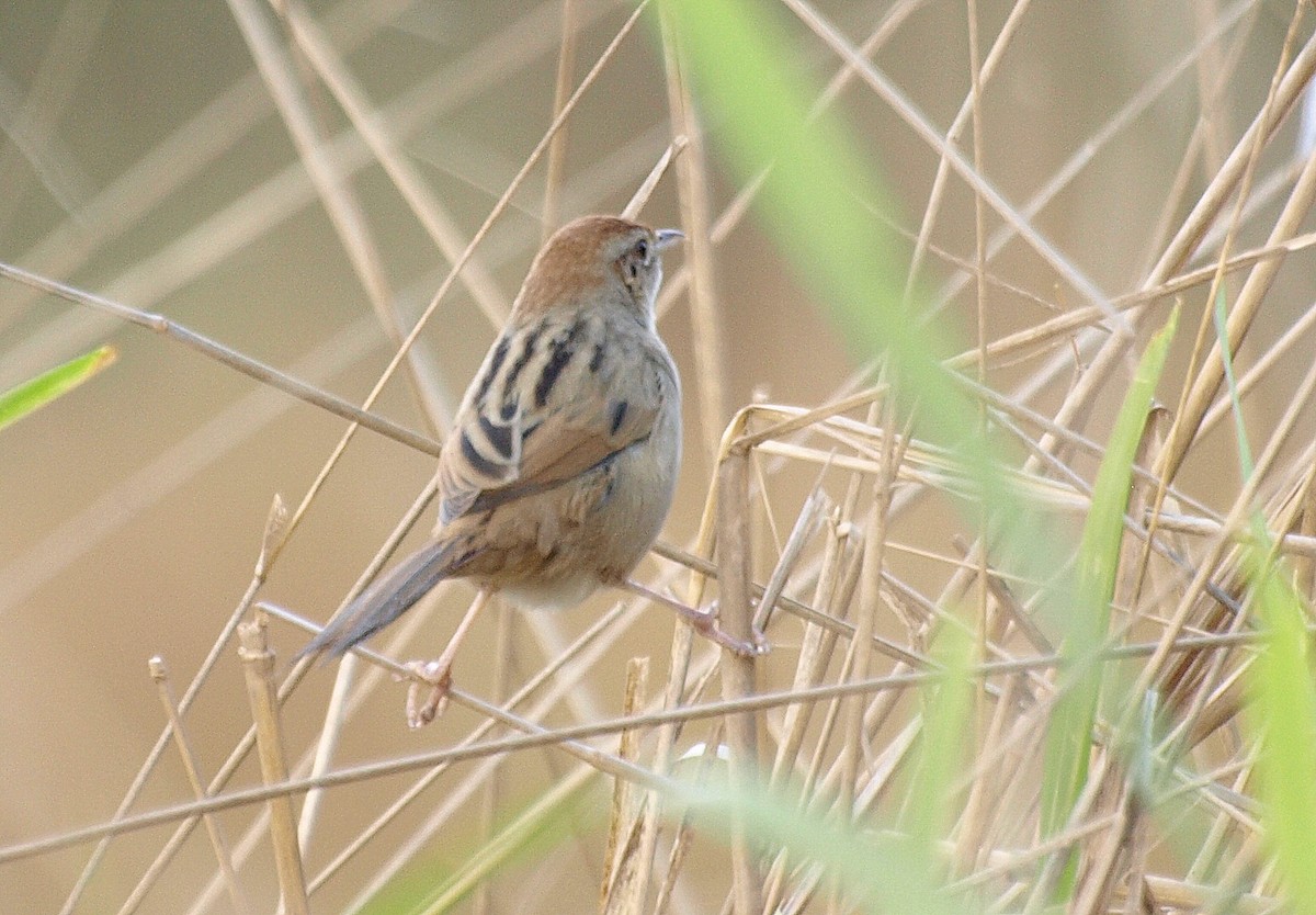 Tawny Grassbird - ML610127719