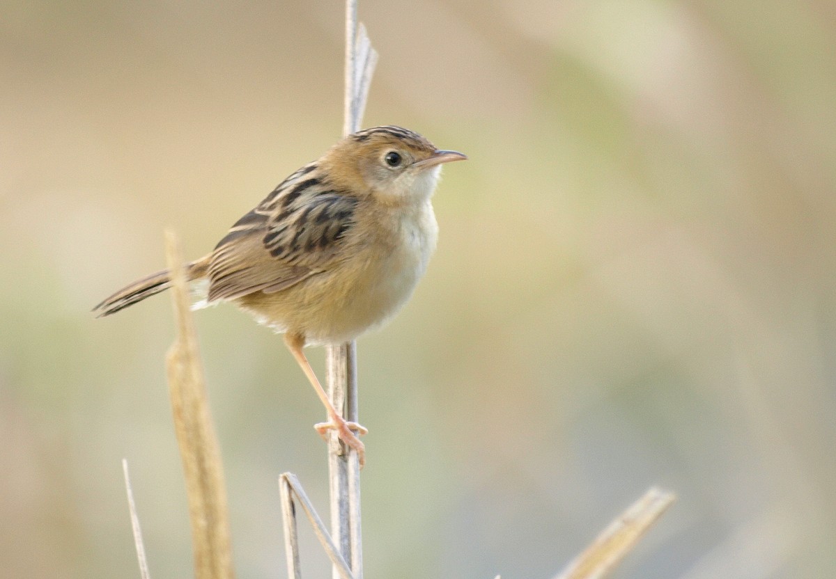 Cisticole à couronne dorée - ML610127730
