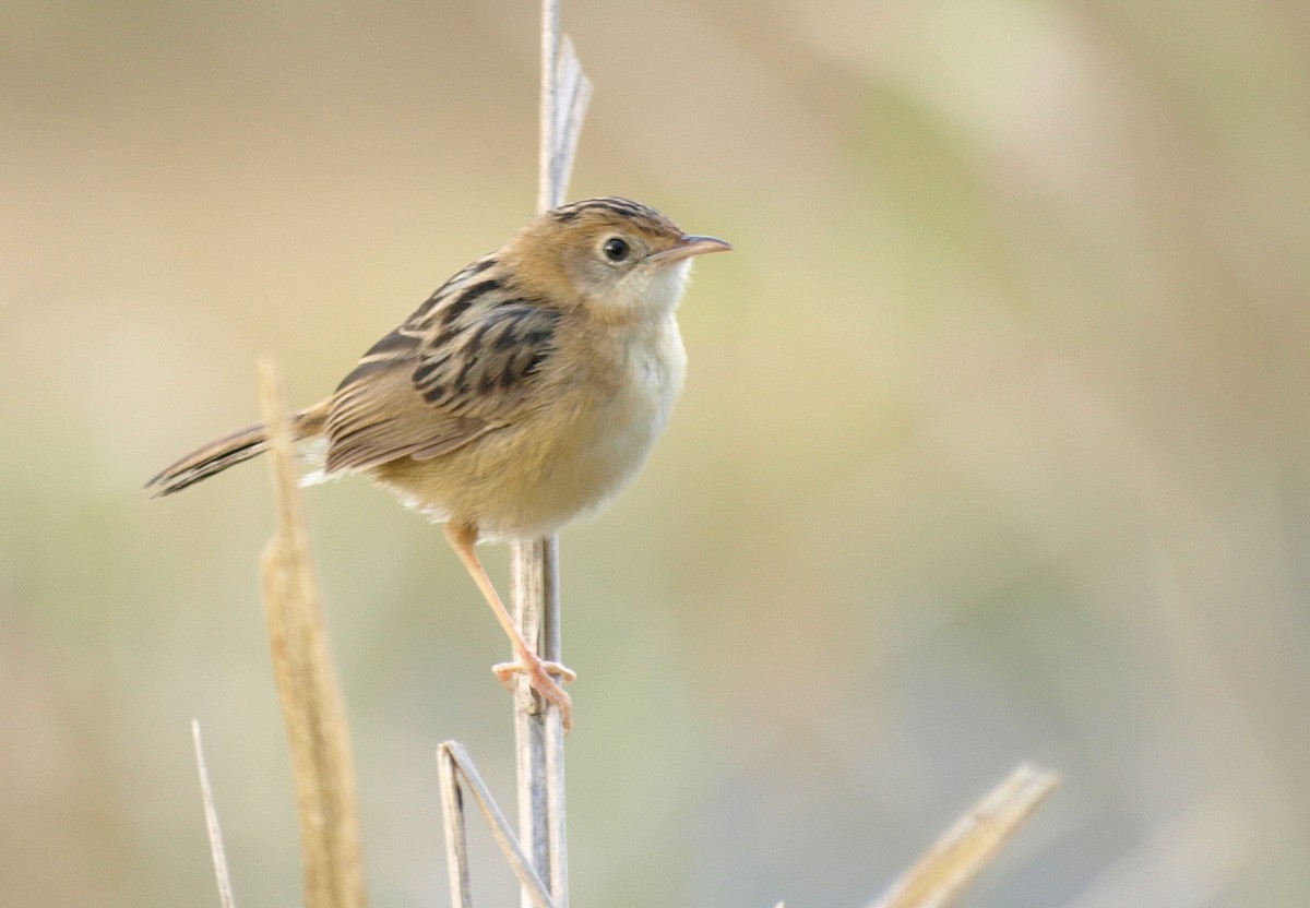 Golden-headed Cisticola - ML610127730