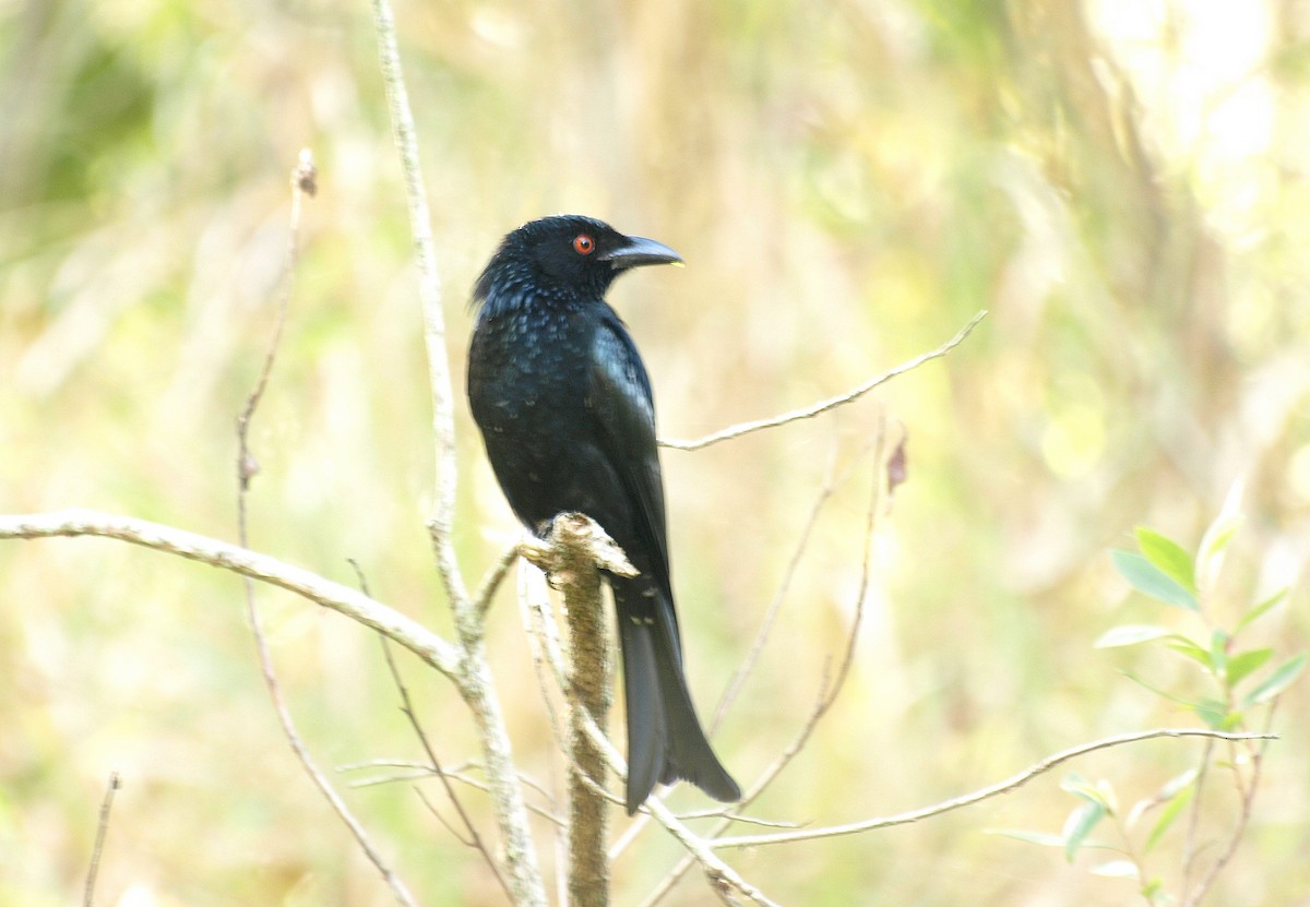 Spangled Drongo - ML610127759