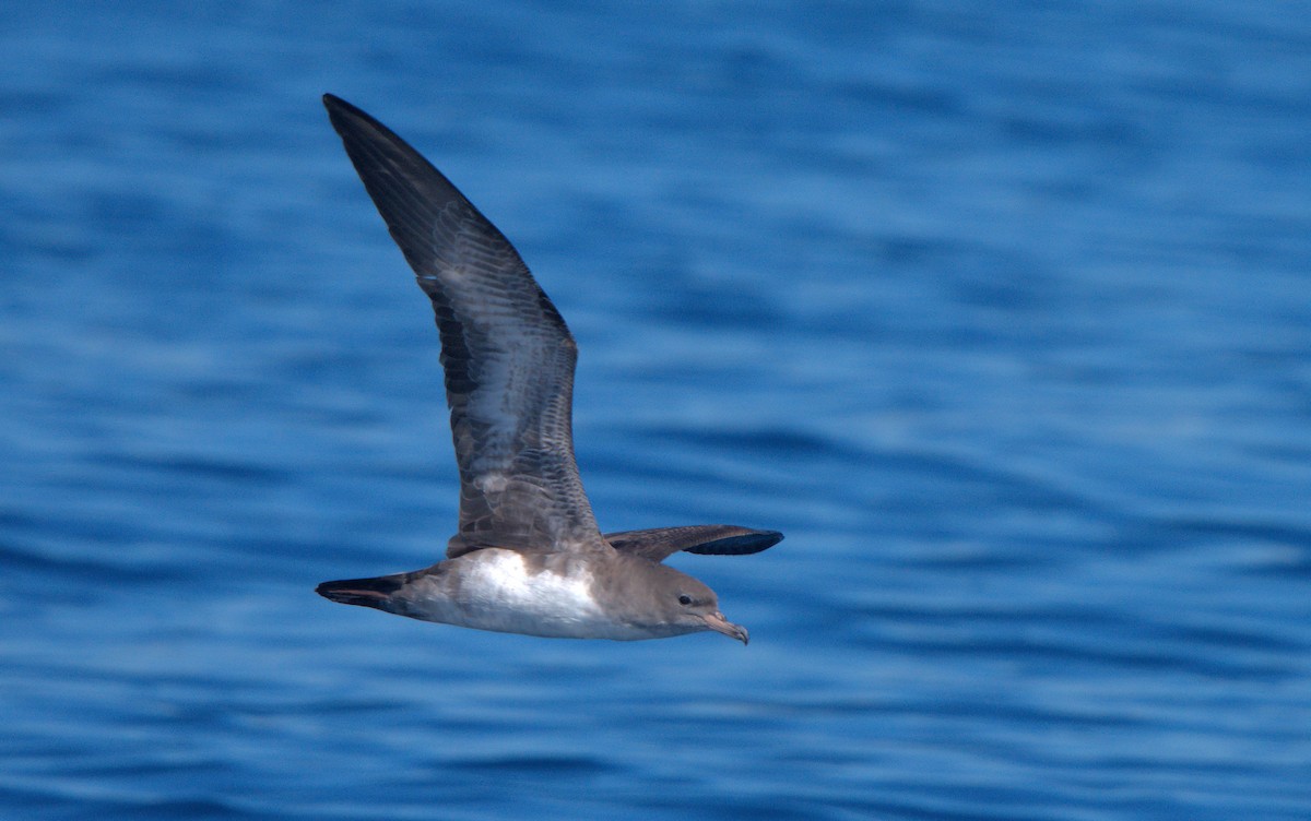 Pink-footed Shearwater - ML610127827