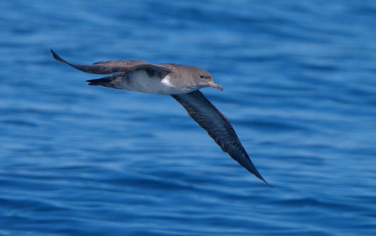 Pink-footed Shearwater - ML610127830