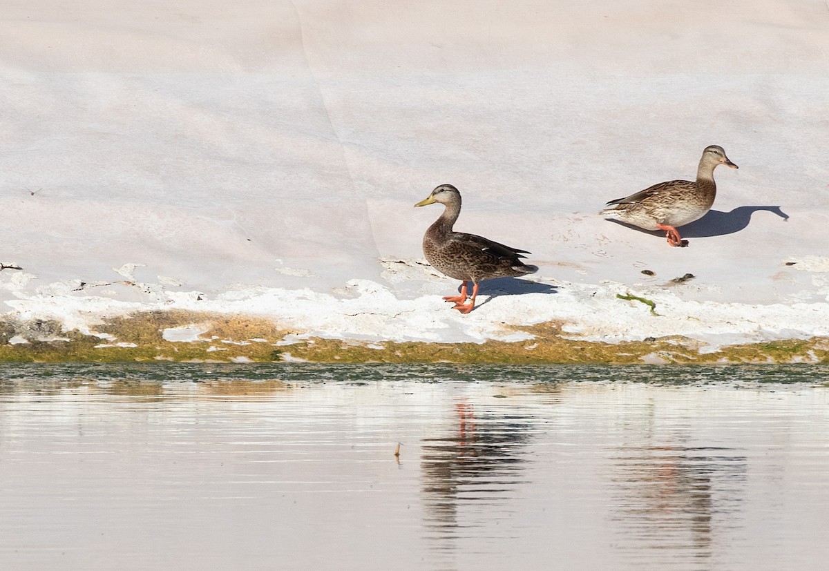 Mexican Duck - Ernst Mutchnick