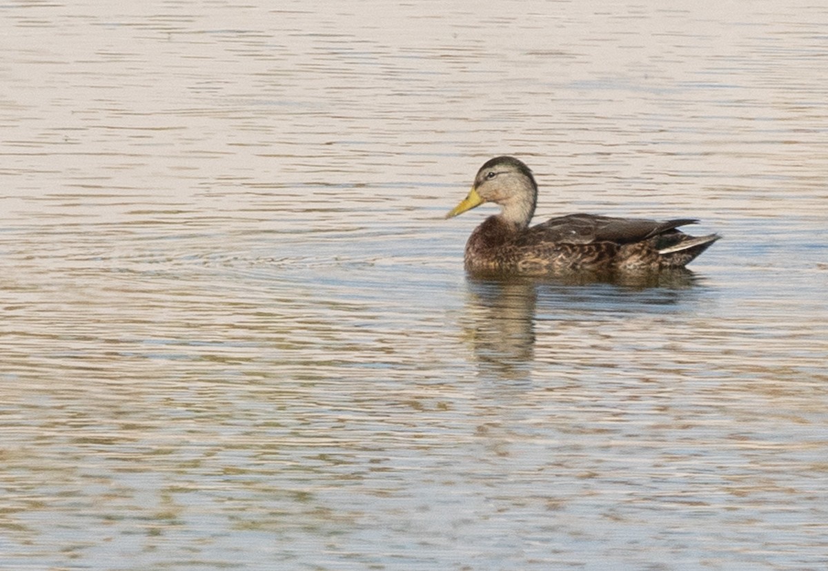 Mexican Duck - Ernst Mutchnick