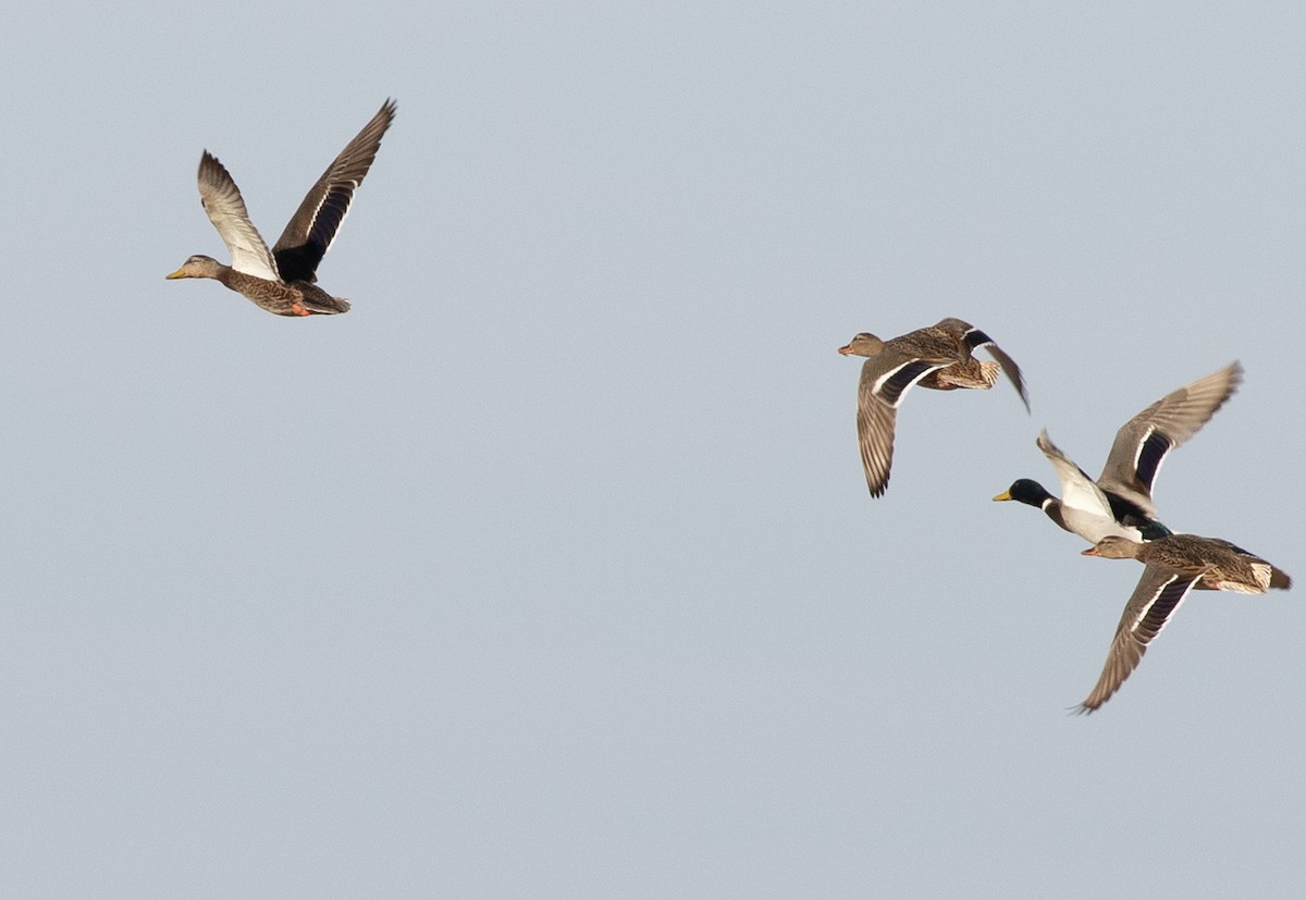 Mexican Duck - ML610127880