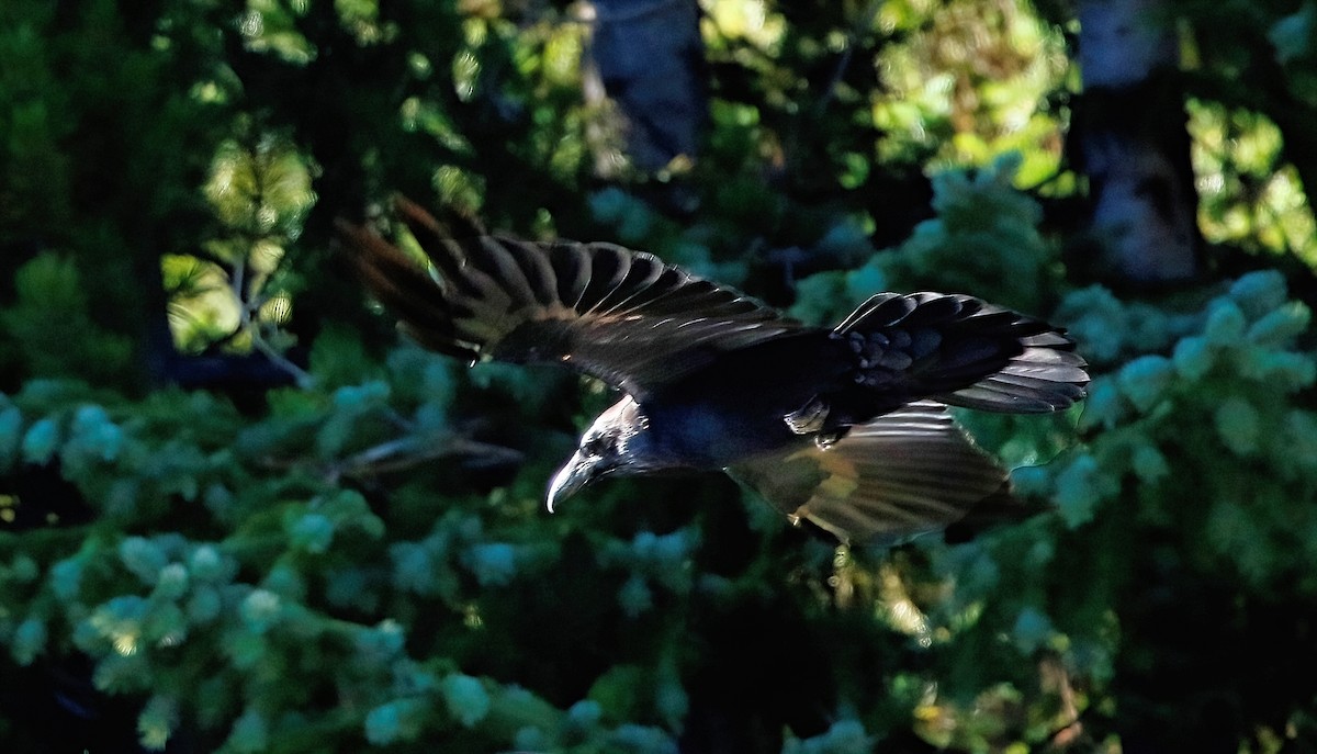 Common Raven - ML610128003