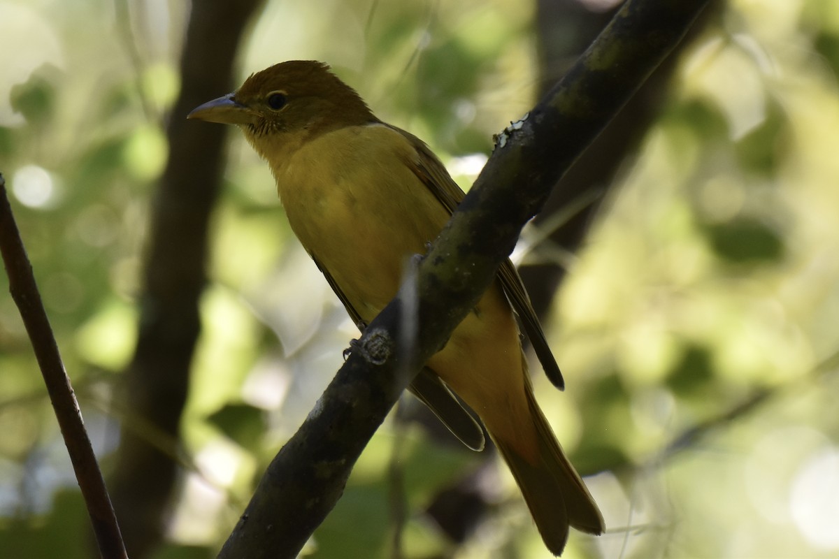 Summer Tanager - Andrew Mears