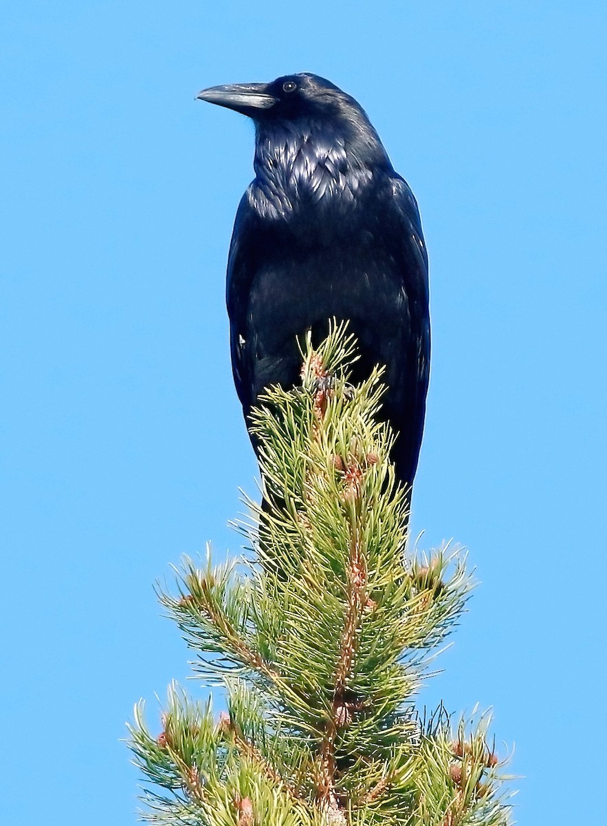 Common Raven - ML610128044