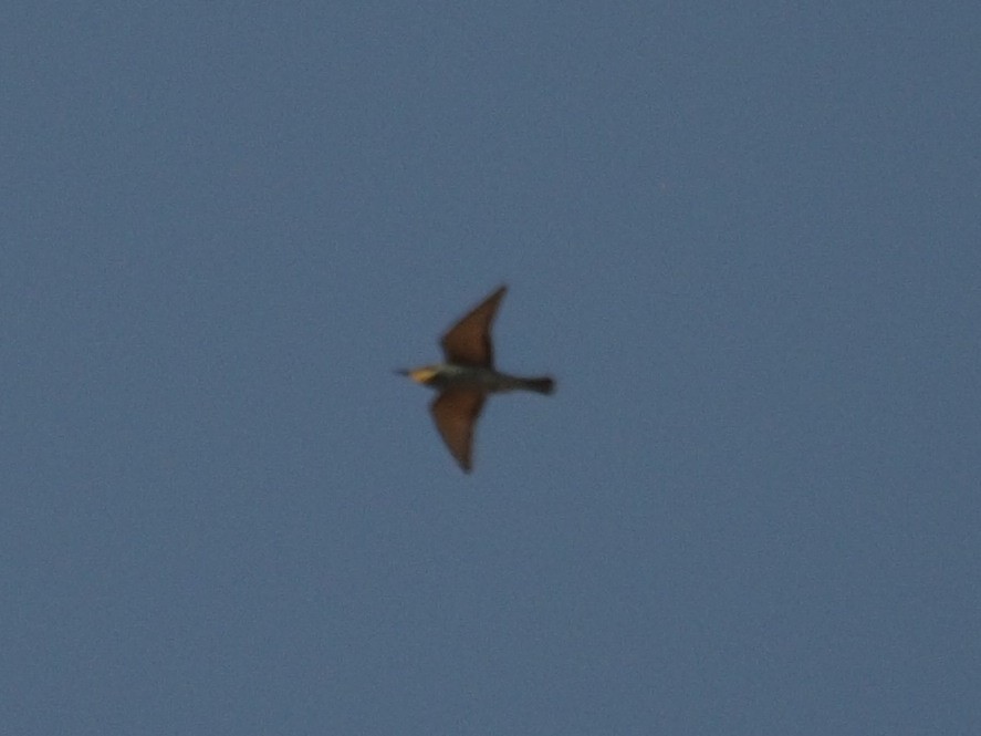 Erle-txori eurasiarra - ML610128053