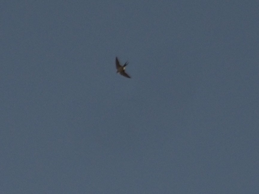 Enara ipurgorri eurasiarra - ML610128055