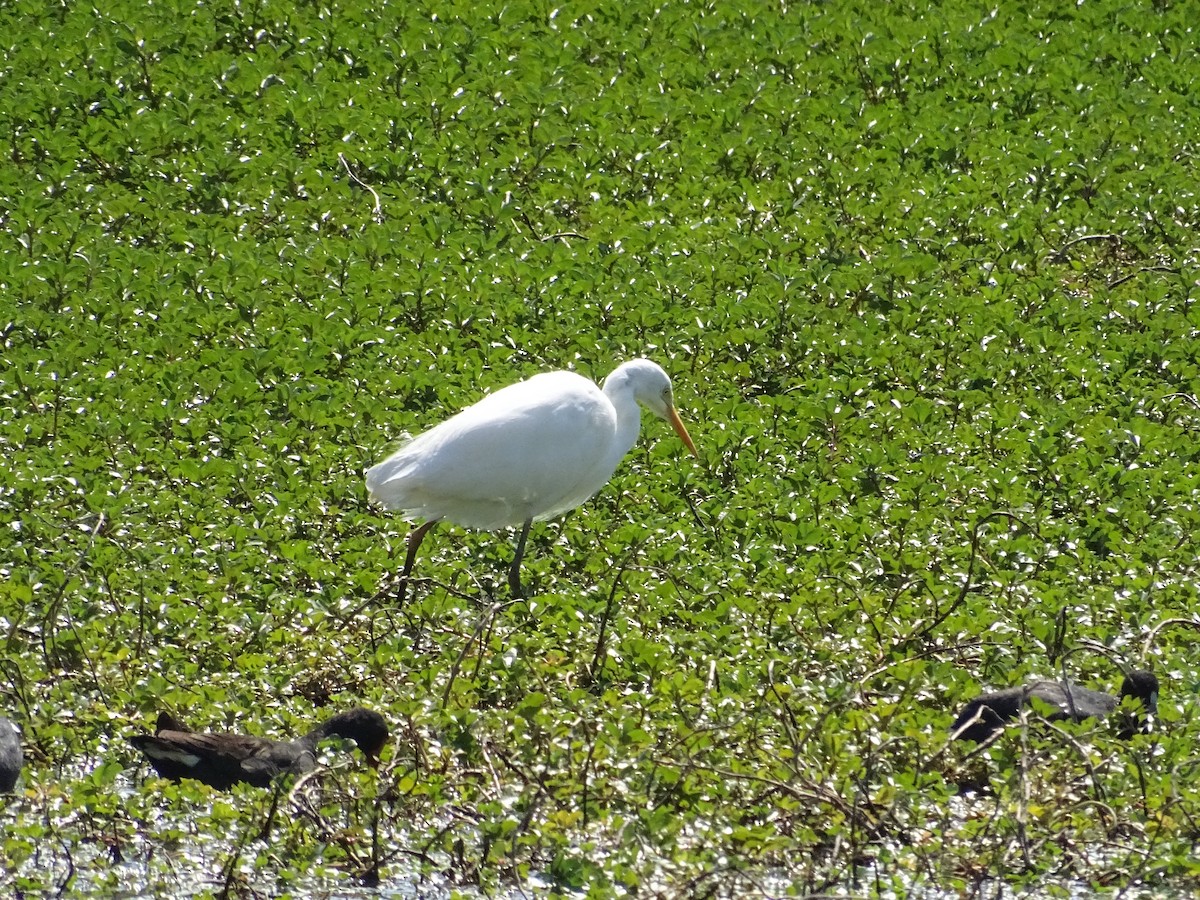 Plumed Egret - Robert Morison and Joyce Ives