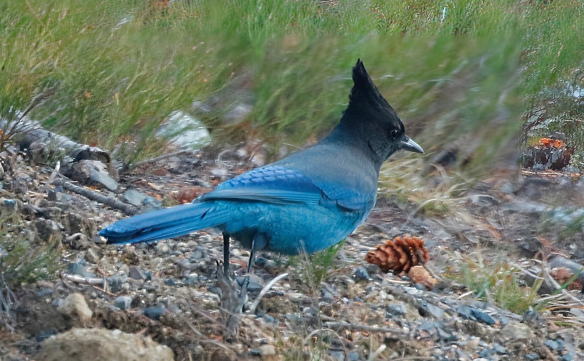 Steller's Jay - ML610128111