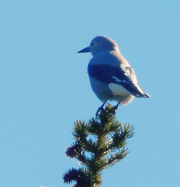 Clark's Nutcracker - ML610128113