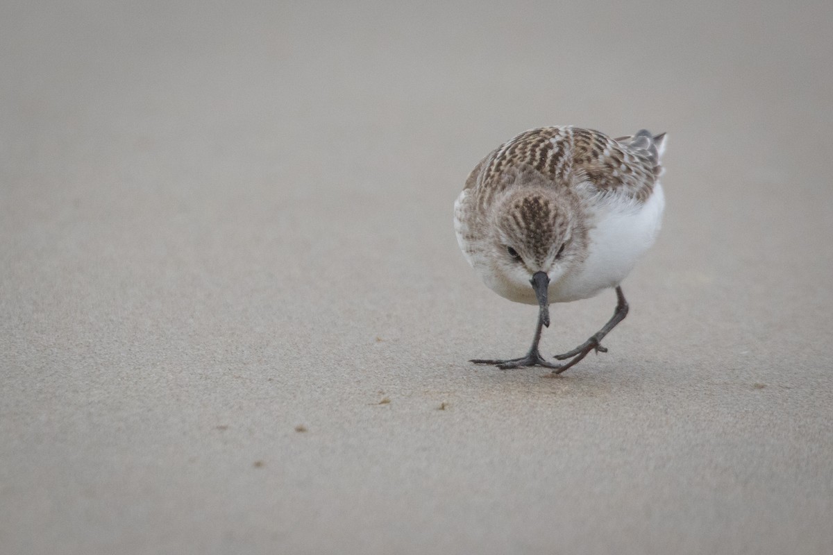 Red-necked Stint - ML610128126