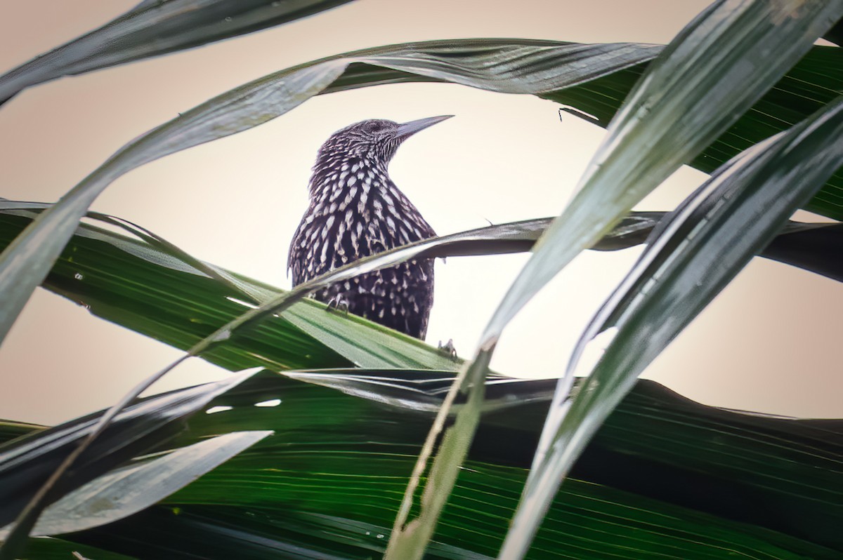 Point-tailed Palmcreeper - ML610128127