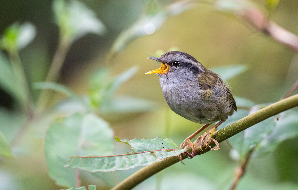 Javan Tesia - Forest Botial-Jarvis