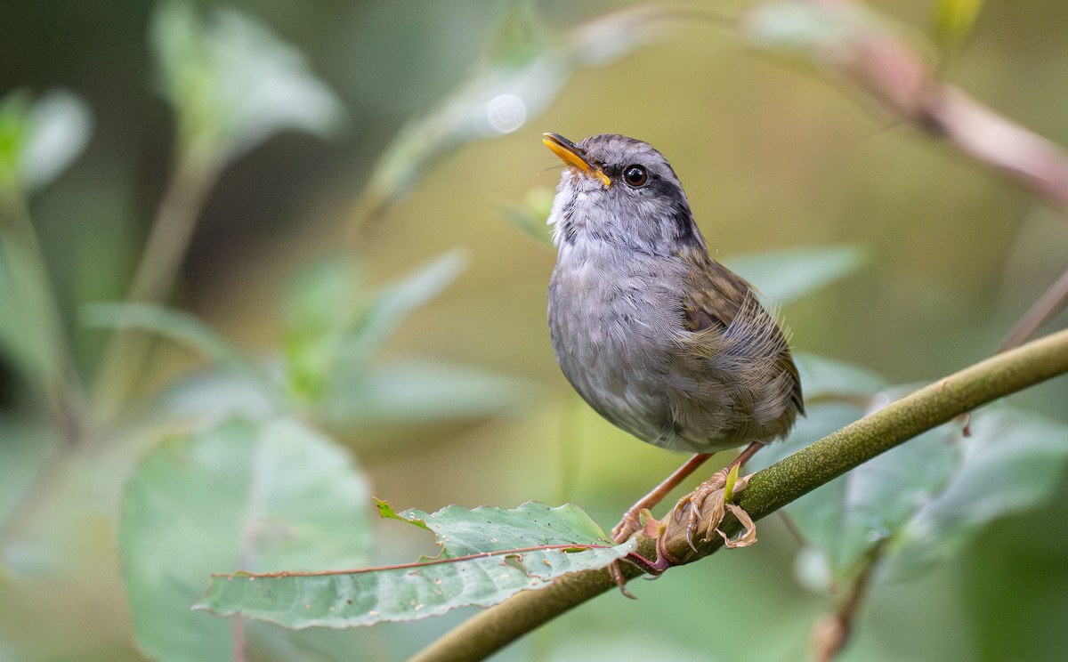 Javan Tesia - Forest Botial-Jarvis