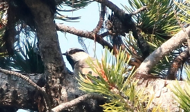 Mountain Chickadee - ML610128217