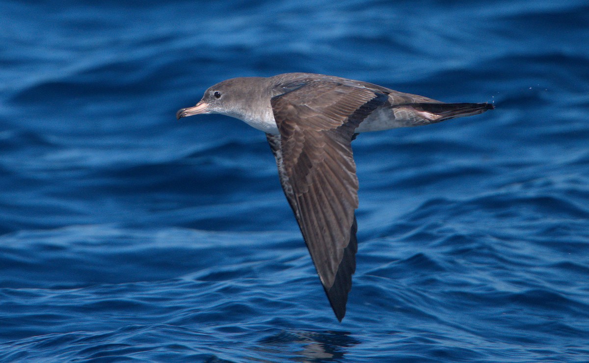 Pink-footed Shearwater - ML610128319