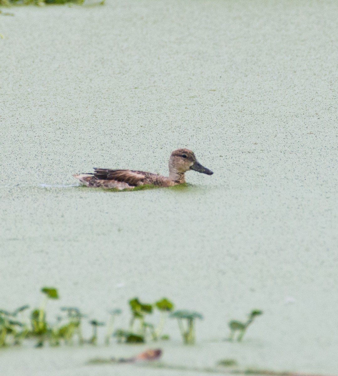 Blue-winged Teal - ML610128329