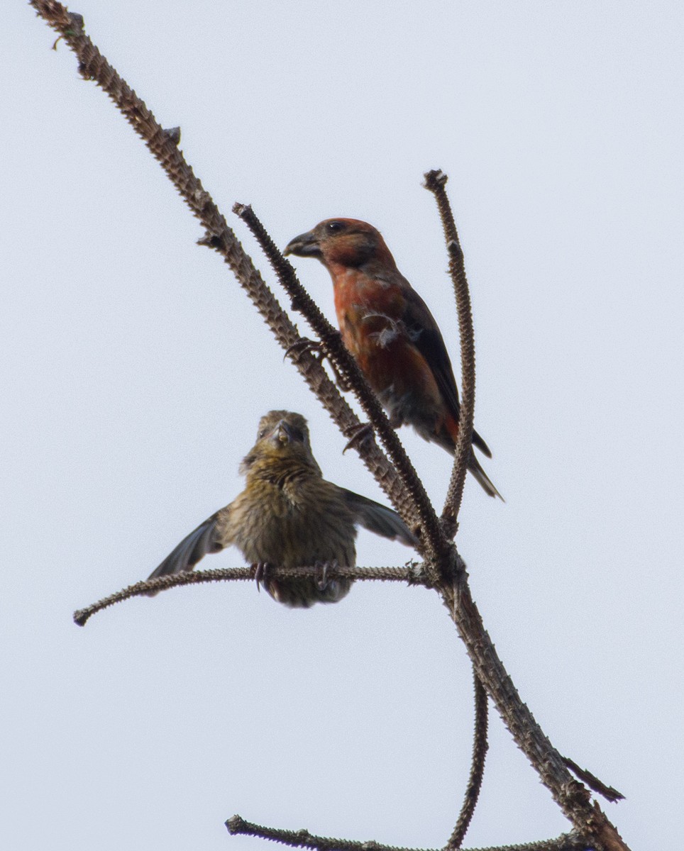 Red Crossbill - ML610128441