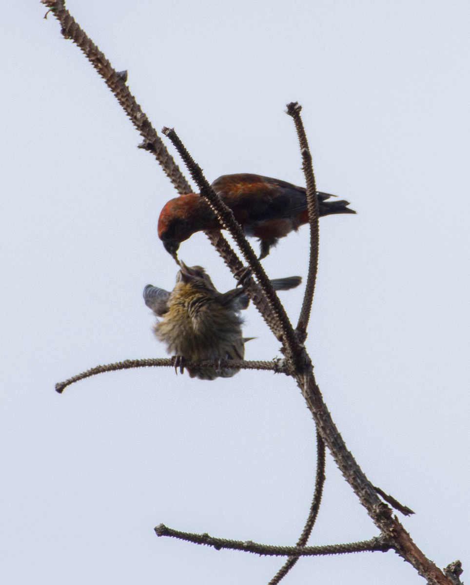 Red Crossbill - ML610128442