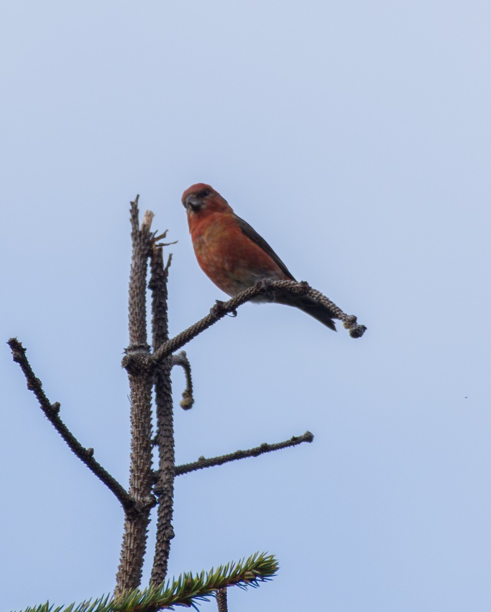 Red Crossbill - ML610128443